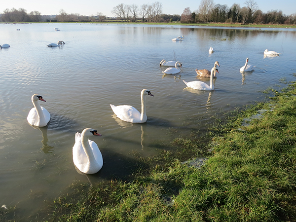 The Cabin Sudbury Local Area